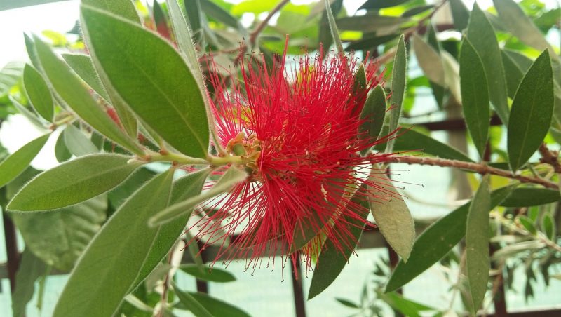 Bottlebrush schmetterlingsgarten 14.4.2017